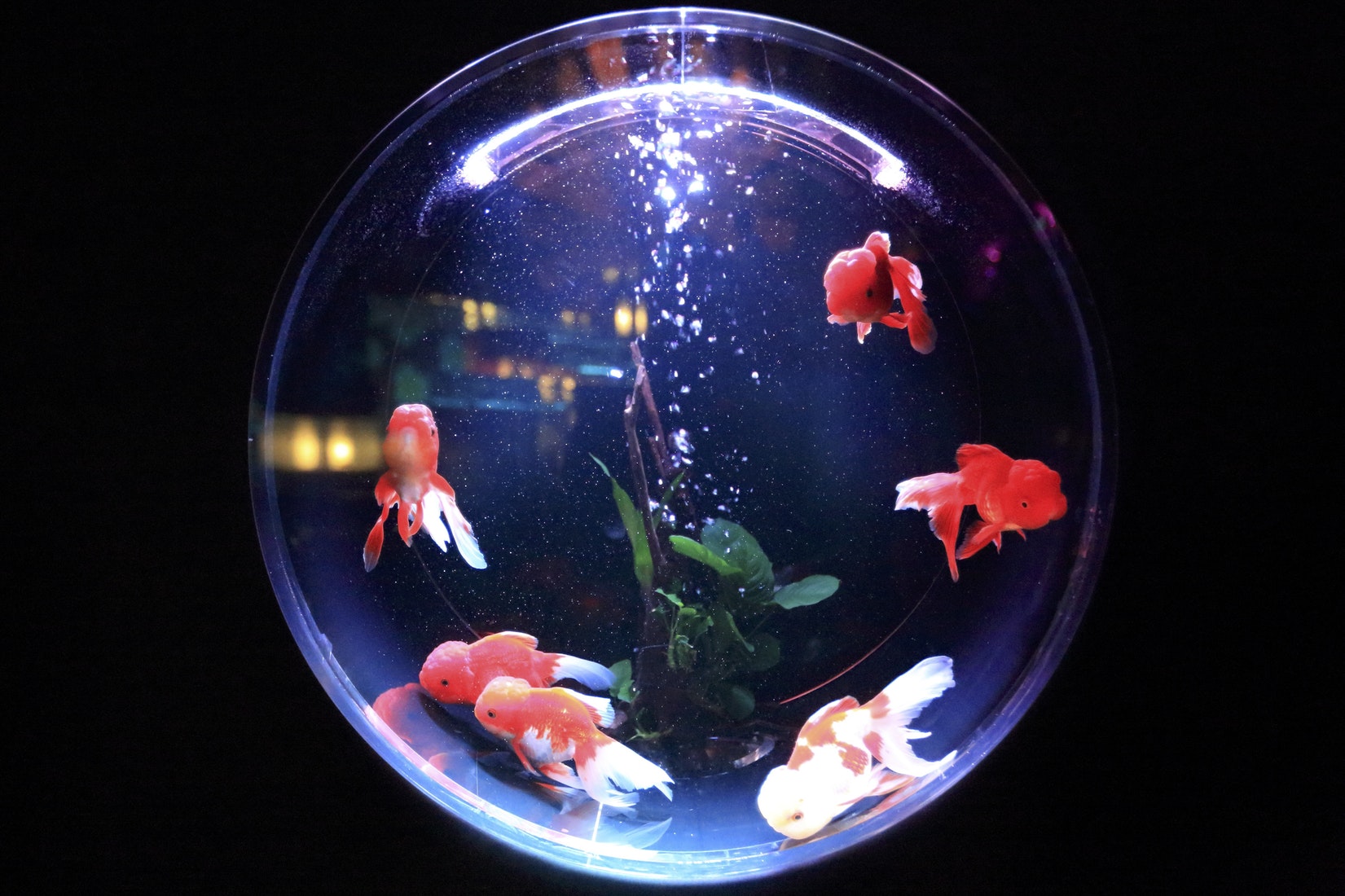 Pesce rosso - i consigli d'oro 2