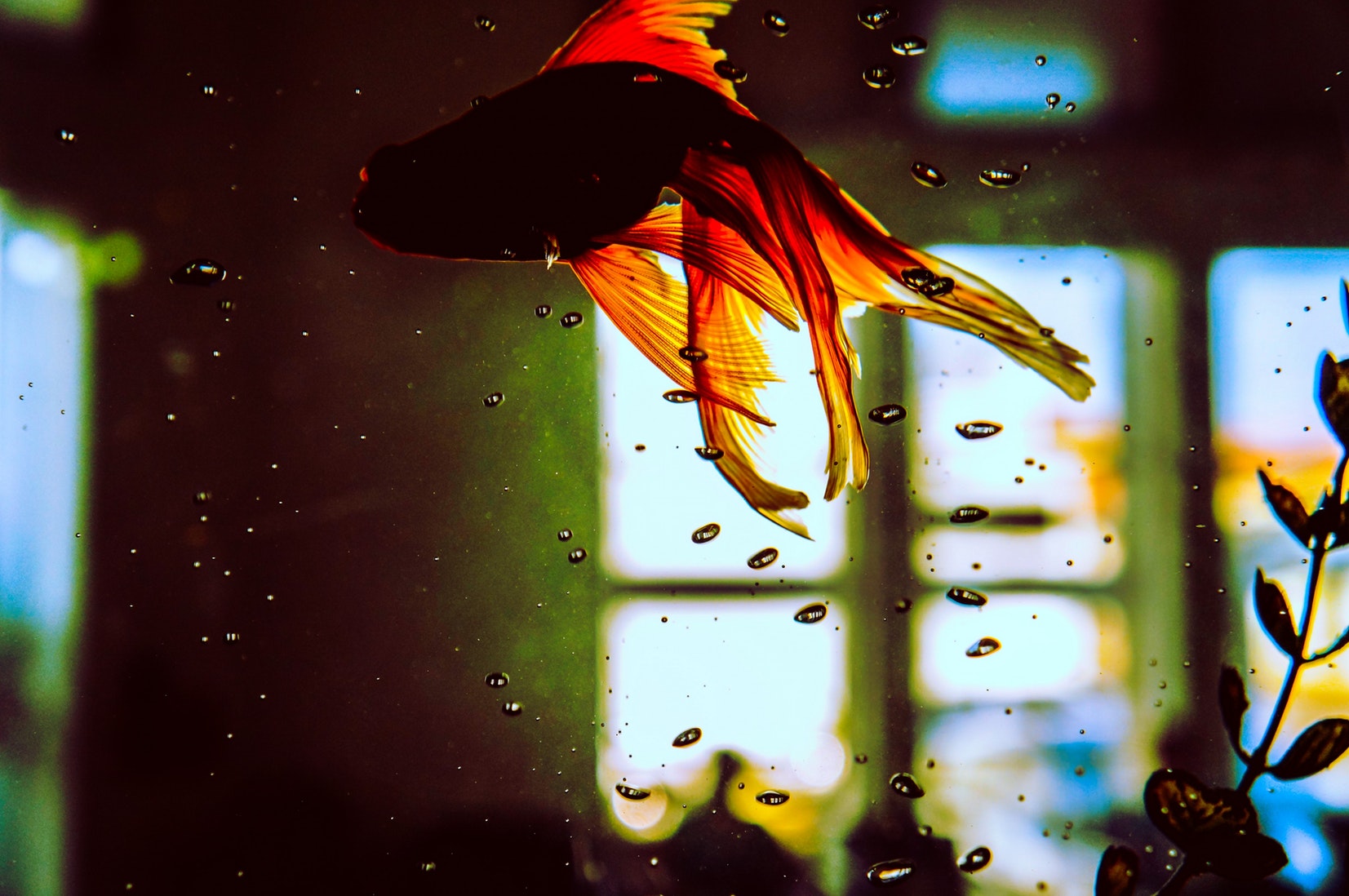 Pesce rosso - i consigli