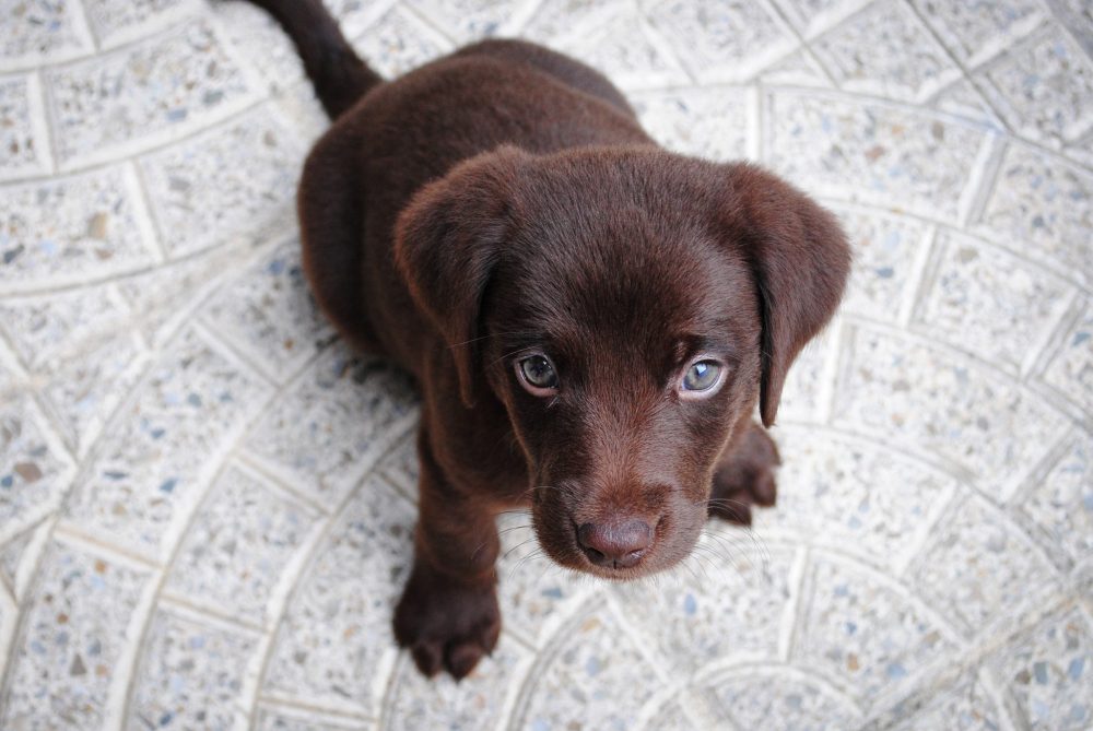 cuccioli-pipì