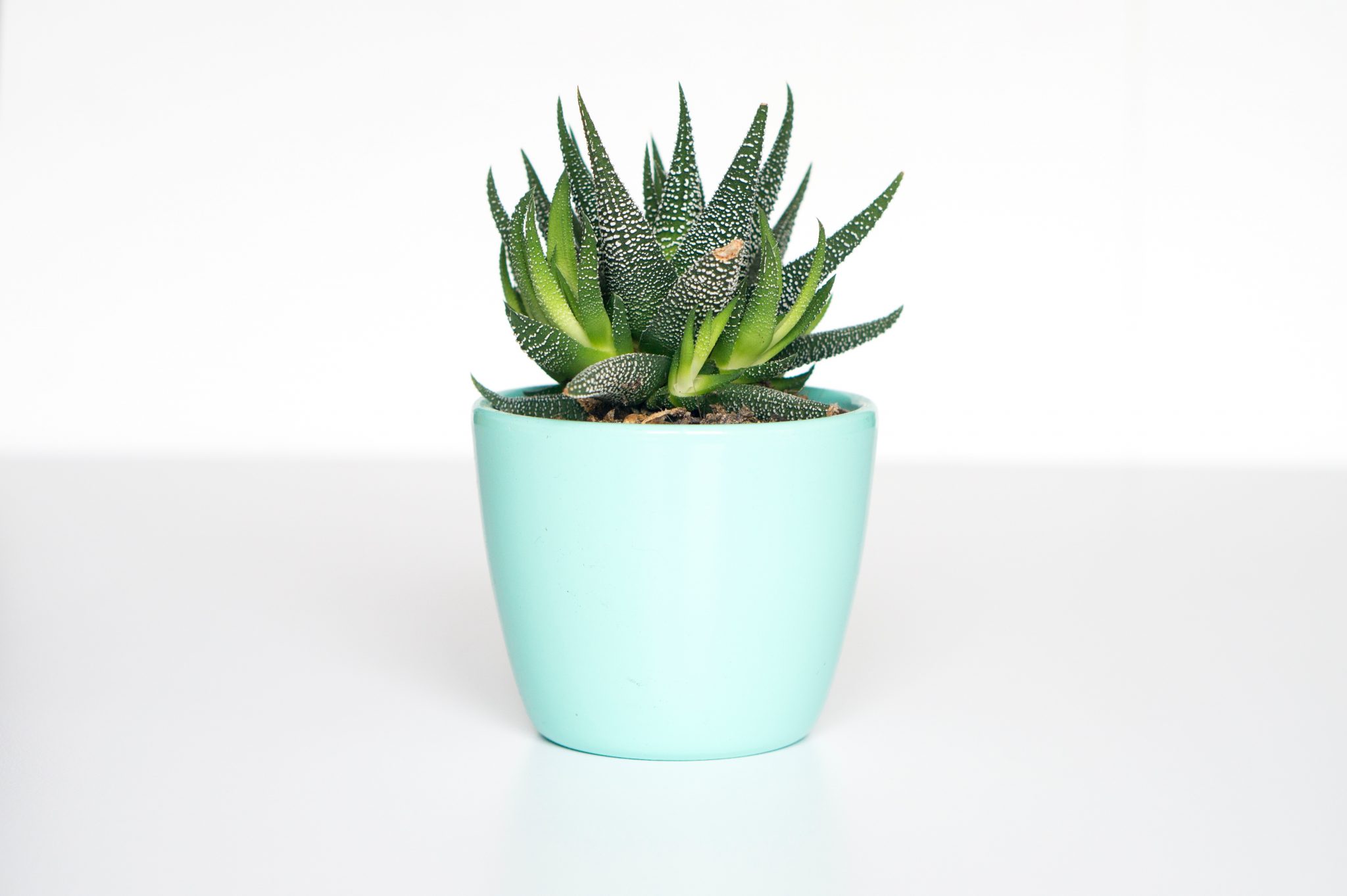 piante vaso