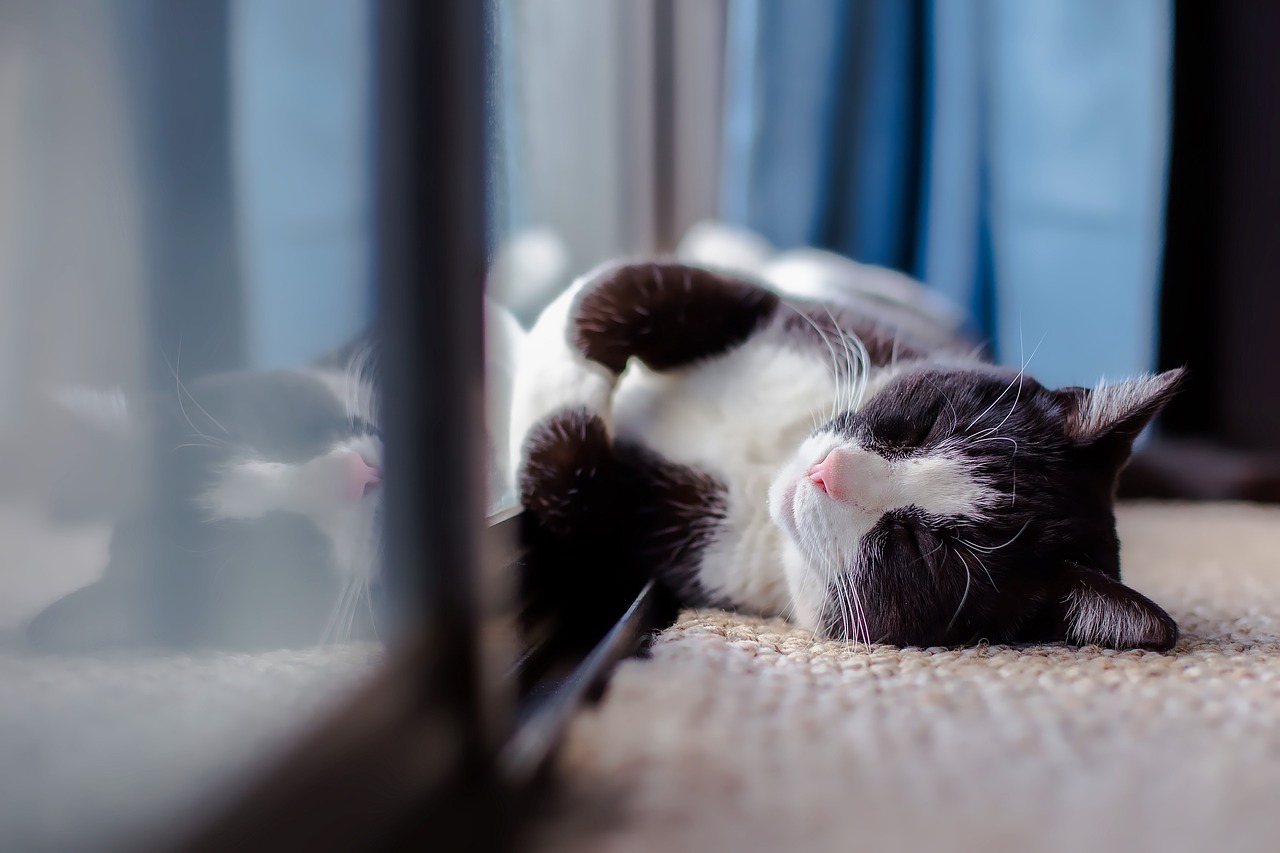 gatto-appartamento 2