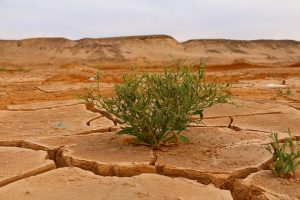 A cosa porterà il cambiamento climatico