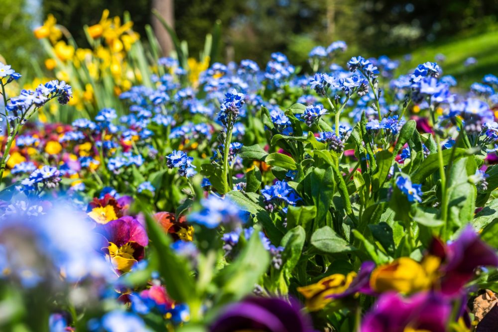 Trucchi per avere un giardino sano