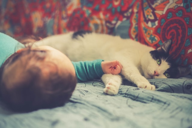 Gatti per bambini
